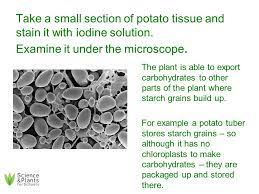 Virtually all organic material on earth has been produced by cells in plants, photosynthesis takes place in chloroplasts, which contain the chlorophyll. What Are Chloroplasts Chloroplasts Are Small Green Bodies In Some Plant Cells Which Enable The Plant To Capture Sunlight Energy Select A Plant Ppt Download