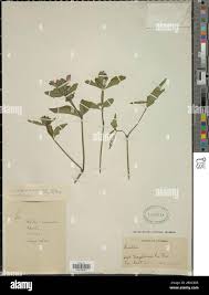 Image result for Antherotoma angustifolia