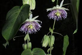 Image result for Passiflora ligularis