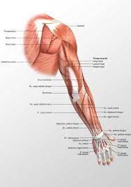 The muscles of the upper arm are split into anterior and posterior compartments. Arm Posterior Muscles 3d Illustration