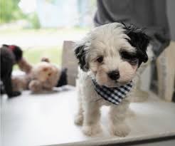 Maybe you would like to learn more about one of these? Puppyfinder Com Maltipoo Puppies Puppies For Sale Near Me In Illinois Usa Page 1 Displays 10