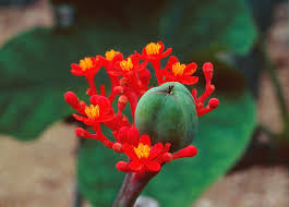Image result for Jatropha podagrica