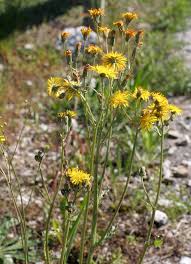 Image result for Crepis urundica