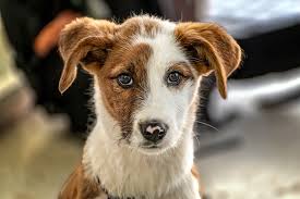 Have a year old beagle/feist who started at 3 months and is making a good little dog. Jackshund Complete Guide Info Pictures Care More Pet Keen