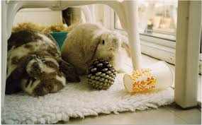 The bunny makes his first tentative steps towards freedom. Cottontails