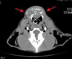 It may also lead to spay incontinence. Thyroid Tumor Animal Cancer And Imaging Center