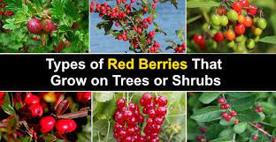 Names of pink flowering shrubs. Types Of Red Berries That Grow On Trees Or Shrubs Identification Guide