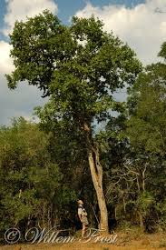 Image result for Pterocarpus rotundifolius