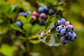 Wild blueberries are onyx blue color, and considerably smaller than most conventionally grown wild blueberries, botanical name vaccinium angustifolium, are a flowering lowbush blueberry variety. Florida S Rich Blueberry History Central Florida Ag News
