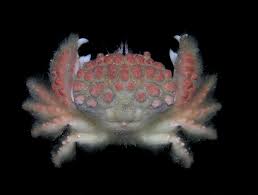 Image result for Entada chrysostachys