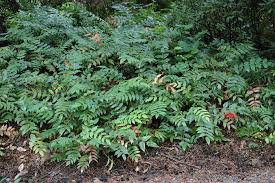 Image result for Maerua nervosa