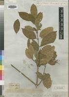 Image result for Landolphia congolensis