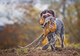 Image result for německý ohař drátosrstý stavba těla