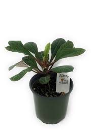 Image result for Euphorbia kilwana