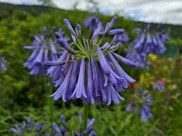Image result for Agapanthus inapertus