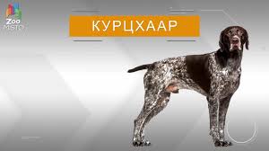 Курцхаар все о породе собаки собака породы курцхаар