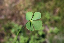 Image result for Marsilea apposita