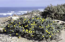 Image result for Pentzia