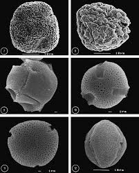 Image result for Heinsia zanzibarica