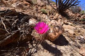 Industry:ret florist ret gifts/novelties ret candy/confectionery. Chasing Cactus Flowers In Mojave Frisky Freeze Blog
