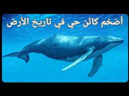 ويصل حجم لسان الحوت الأزرق إلى ما يساوي حجم فيل، أما حجم قلبه فيساوي حجم سيارة صغيرة. Ø§Ù„Ø­ÙˆØª Ø§Ù„Ø£Ø²Ø±Ù‚ Ø§ÙƒØ¨Ø± Ù‚Ù„Ø¨ ÙˆØ£Ø·ÙˆÙ„ Ù„Ø³Ø§Ù† ÙˆØ²Ù† ÙˆØ·ÙˆÙ„ Ø§Ù„Ø­ÙˆØª Ø§Ù„Ø§Ø²Ø±Ù‚ Youtube