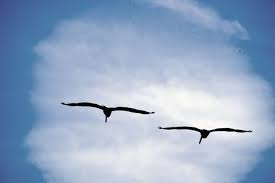 Free Images Birds In Flight Two Birds Flying Free Stock Photo Birds Flying Flying Together Photo