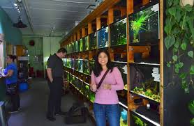 Visit To Aquarium Co Op In Edmonds Wa Inglorious Bettas