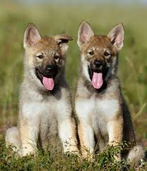 Where can i adopt a schnauzer puppy. Czechoslovakian Wolfdog Oh I Want These Beautiful Babies Wolf Dog Czechoslovakian Wolfdog Puppy Czechoslovakian Wolfdog