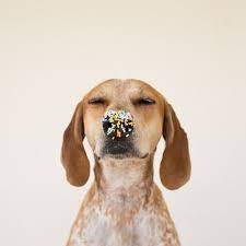 Http Maddieonthings Com Post 47469374045 Party Nose Dogs Cute Animals I Love Dogs