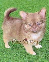 Criadero De Chihuahuas Villa Del Rey Cachorros Venta Comprar Cachorros Chihuahua Fotos De Perros Chihuahua Ropa Para Perros Chihuahua