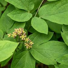 Image result for Blue Cohosh