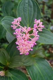 Image result for Medinilla myriantha