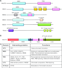 The Structure Of Methyl Cpg Binding Protein Mbp Family A Download Scientific Diagram