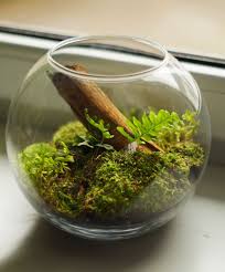 Glass Ball Forest Moss Terrarium With Fern Moss Terrarium Terrarium Hydro Gardening