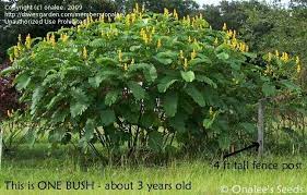 Plantfiles Picture 49 Of Candle Bush Empress Candle Plant Candletree Candelabra Bush Ringworm Tree Candlestick Ca Plants Hummingbird Plants Candle Plant