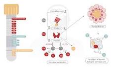 Understanding Chemiluminescence Immunoassay (CLIA ...
