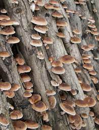 Many of you probably didn't know that you can grow your own fresh mushrooms at home in your o. Prepper Handbook Blog Growing Mushrooms In Logs