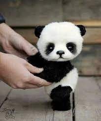 Pin By Luis Eduardo On Animals I Love Cute Stuffed Animals Baby Animals Funny Baby Animals Super Cute