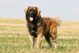 Check spelling or type a new query. Leonberger All About Dogs Orvis