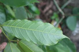 Image result for Antiaris toxicaria