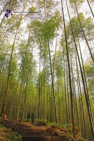 玩樂 嘉義阿里山 迷糊步道 迷糊一下 朱朱 做自己 很自在 痞客邦 nature scenes nature outdoor