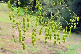 Image result for Styphnolobium