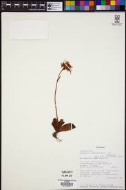 Image result for Kalanchoe latisepala