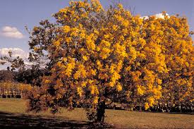 Image result for Acacia podalyriifolia