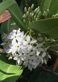 Image result for Acokanthera