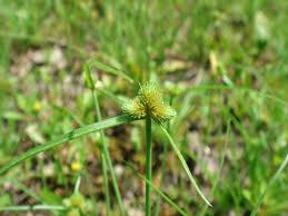 Image result for Lipocarpha