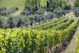 Château Les Amoureuses - LES VINS D'ARDECHE valdor74