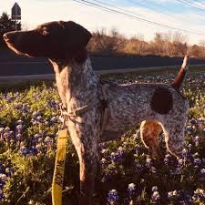 See more ideas about gsp puppies, puppies, german shorthaired pointer. Texas Gsp Rescue Home Facebook