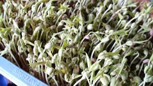 Image result for RAU MẦM CẢI XANH