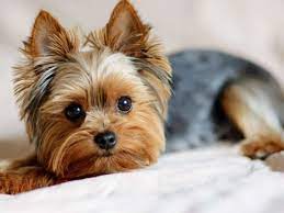 What Does A Yorkie Look Like Different Yorkie Variants Thegoodypet